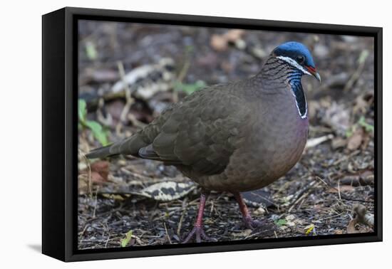 An adult blue-headed quail-dove (Starnoenas cyanocephala), Zapata National Park, endemic to Cuba, C-Michael Nolan-Framed Premier Image Canvas