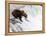 An adult brown bear (Ursus arctos) fishing for salmon at Brooks Falls-Michael Nolan-Framed Premier Image Canvas