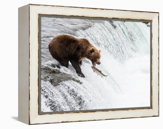 An adult brown bear (Ursus arctos) fishing for salmon at Brooks Falls-Michael Nolan-Framed Premier Image Canvas