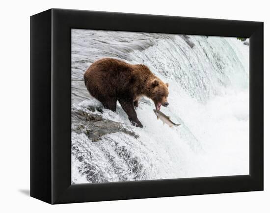 An adult brown bear (Ursus arctos) fishing for salmon at Brooks Falls-Michael Nolan-Framed Premier Image Canvas