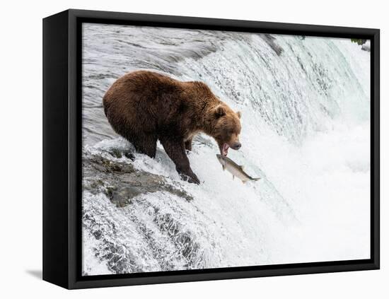 An adult brown bear (Ursus arctos) fishing for salmon at Brooks Falls-Michael Nolan-Framed Premier Image Canvas