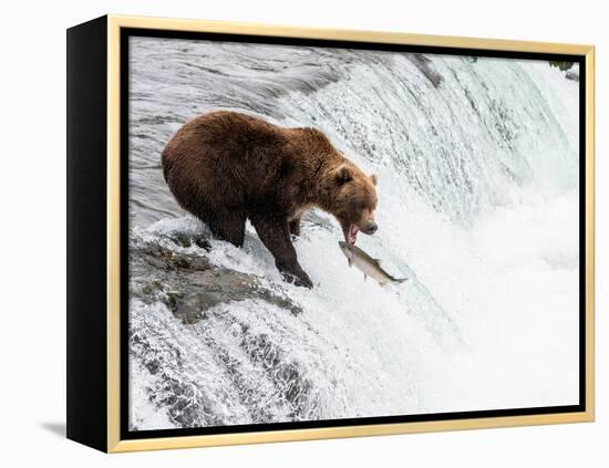An adult brown bear (Ursus arctos) fishing for salmon at Brooks Falls-Michael Nolan-Framed Premier Image Canvas