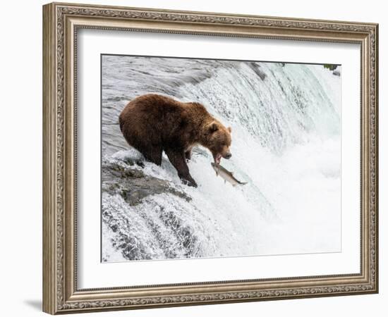 An adult brown bear (Ursus arctos) fishing for salmon at Brooks Falls-Michael Nolan-Framed Photographic Print