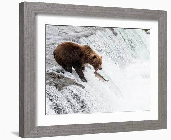 An adult brown bear (Ursus arctos) fishing for salmon at Brooks Falls-Michael Nolan-Framed Photographic Print