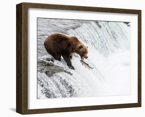 An adult brown bear (Ursus arctos) fishing for salmon at Brooks Falls-Michael Nolan-Framed Photographic Print