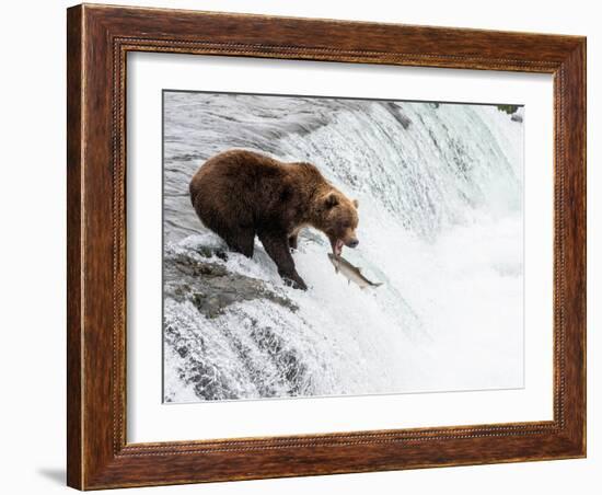 An adult brown bear (Ursus arctos) fishing for salmon at Brooks Falls-Michael Nolan-Framed Photographic Print