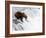 An adult brown bear (Ursus arctos) fishing for salmon at Brooks Falls-Michael Nolan-Framed Photographic Print