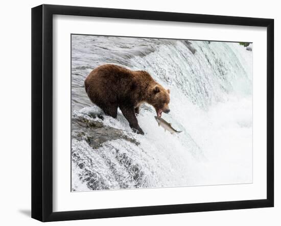 An adult brown bear (Ursus arctos) fishing for salmon at Brooks Falls-Michael Nolan-Framed Photographic Print