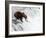 An adult brown bear (Ursus arctos) fishing for salmon at Brooks Falls-Michael Nolan-Framed Photographic Print