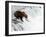 An adult brown bear (Ursus arctos) fishing for salmon at Brooks Falls-Michael Nolan-Framed Photographic Print