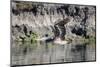 An adult brown pelican flying with wings up in Elkhorn Slough, California.-Sheila Haddad-Mounted Photographic Print