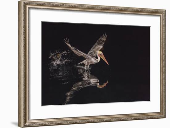 An Adult Brown Pelican (Pelecanus Occidentalis) at Night Near Isla Santa Catalina-Michael Nolan-Framed Photographic Print