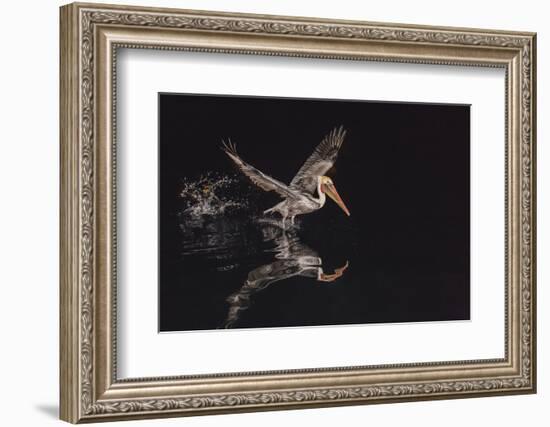 An Adult Brown Pelican (Pelecanus Occidentalis) at Night Near Isla Santa Catalina-Michael Nolan-Framed Photographic Print