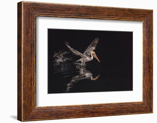 An Adult Brown Pelican (Pelecanus Occidentalis) at Night Near Isla Santa Catalina-Michael Nolan-Framed Photographic Print