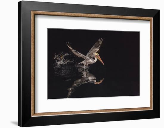 An Adult Brown Pelican (Pelecanus Occidentalis) at Night Near Isla Santa Catalina-Michael Nolan-Framed Photographic Print