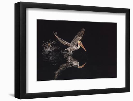 An Adult Brown Pelican (Pelecanus Occidentalis) at Night Near Isla Santa Catalina-Michael Nolan-Framed Photographic Print