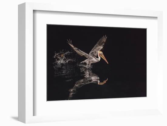 An Adult Brown Pelican (Pelecanus Occidentalis) at Night Near Isla Santa Catalina-Michael Nolan-Framed Photographic Print