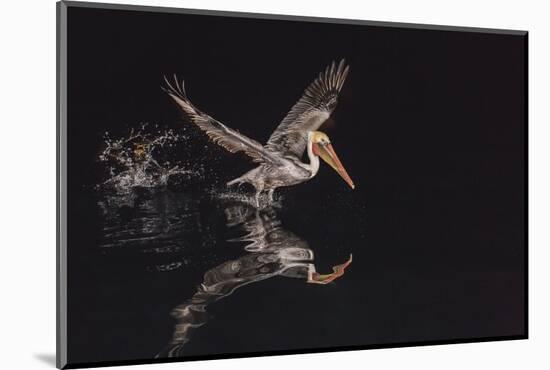 An Adult Brown Pelican (Pelecanus Occidentalis) at Night Near Isla Santa Catalina-Michael Nolan-Mounted Photographic Print