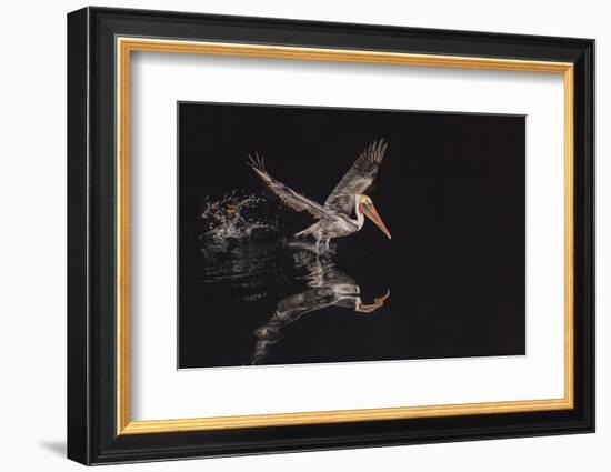 An Adult Brown Pelican (Pelecanus Occidentalis) at Night Near Isla Santa Catalina-Michael Nolan-Framed Photographic Print