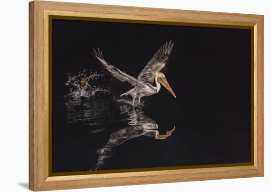 An Adult Brown Pelican (Pelecanus Occidentalis) at Night Near Isla Santa Catalina-Michael Nolan-Framed Premier Image Canvas