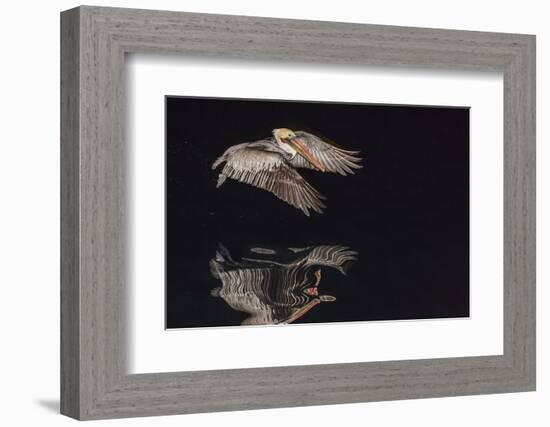 An Adult Brown Pelican (Pelecanus Occidentalis) at Night Near Isla Santa Catalina-Michael Nolan-Framed Photographic Print