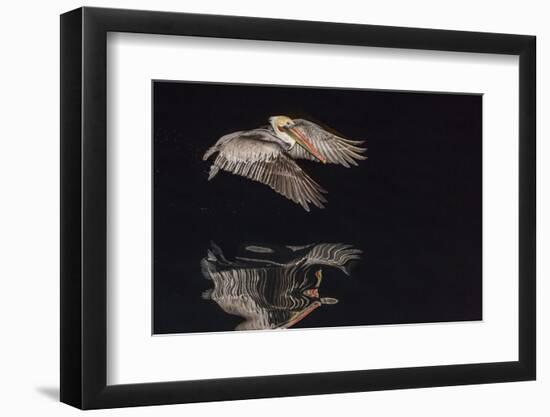 An Adult Brown Pelican (Pelecanus Occidentalis) at Night Near Isla Santa Catalina-Michael Nolan-Framed Photographic Print