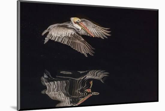 An Adult Brown Pelican (Pelecanus Occidentalis) at Night Near Isla Santa Catalina-Michael Nolan-Mounted Photographic Print