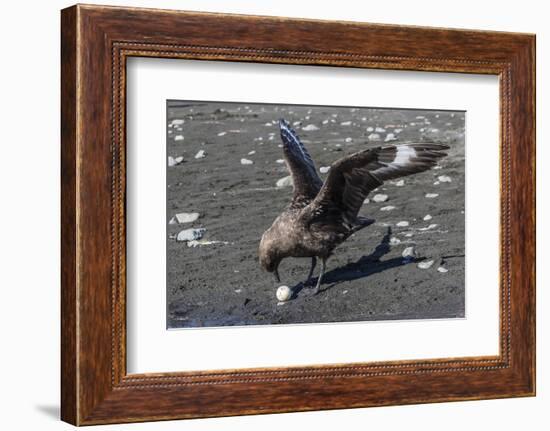 An Adult Brown Skua (Stercorarius Spp), with a Stolen Penguin Egg at Barrientos Island, Antarctica-Michael Nolan-Framed Photographic Print