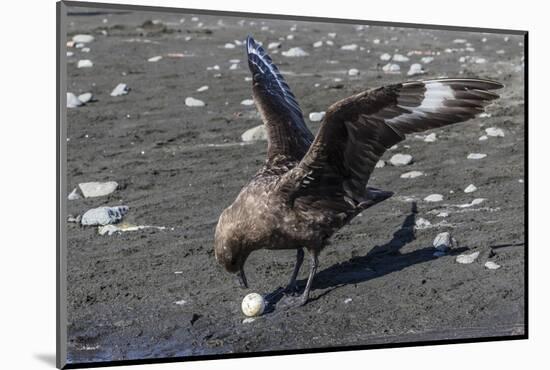 An Adult Brown Skua (Stercorarius Spp), with a Stolen Penguin Egg at Barrientos Island, Antarctica-Michael Nolan-Mounted Photographic Print