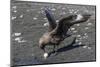 An Adult Brown Skua (Stercorarius Spp), with a Stolen Penguin Egg at Barrientos Island, Antarctica-Michael Nolan-Mounted Photographic Print