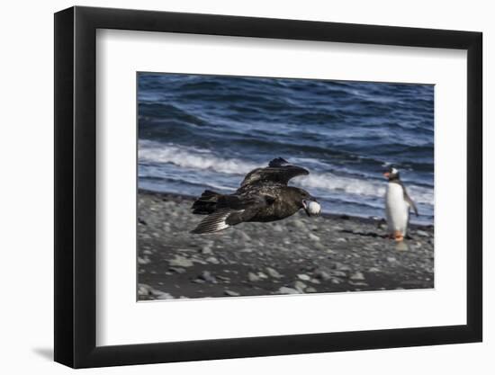 An Adult Brown Skua (Stercorarius Spp)-Michael Nolan-Framed Photographic Print