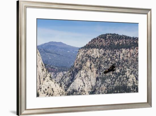 An adult California condor in flight on Angel's Landing Trail in Zion National Park, Utah, United S-Michael Nolan-Framed Photographic Print