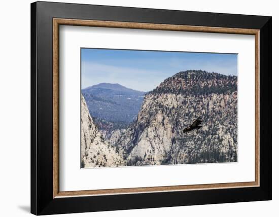 An adult California condor in flight on Angel's Landing Trail in Zion National Park, Utah, United S-Michael Nolan-Framed Photographic Print