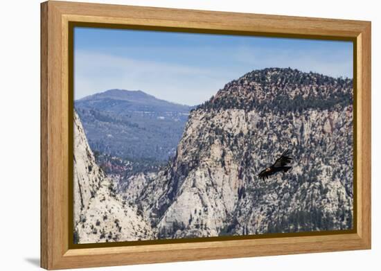 An adult California condor in flight on Angel's Landing Trail in Zion National Park, Utah, United S-Michael Nolan-Framed Premier Image Canvas