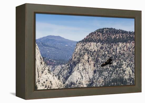 An adult California condor in flight on Angel's Landing Trail in Zion National Park, Utah, United S-Michael Nolan-Framed Premier Image Canvas