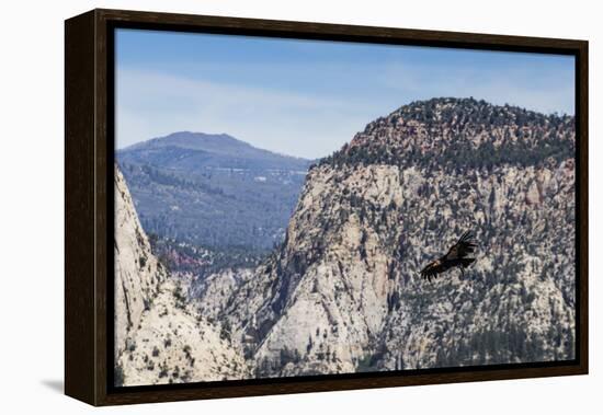 An adult California condor in flight on Angel's Landing Trail in Zion National Park, Utah, United S-Michael Nolan-Framed Premier Image Canvas