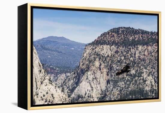 An adult California condor in flight on Angel's Landing Trail in Zion National Park, Utah, United S-Michael Nolan-Framed Premier Image Canvas