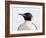 An adult emperor penguin (Aptenodytes forsteri), on the ice near Snow Hill Island, Weddell Sea-Michael Nolan-Framed Photographic Print