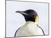 An adult emperor penguin (Aptenodytes forsteri), on the ice near Snow Hill Island, Weddell Sea-Michael Nolan-Mounted Photographic Print