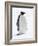 An adult emperor penguin (Aptenodytes forsteri), on the ice near Snow Hill Island, Weddell Sea-Michael Nolan-Framed Photographic Print