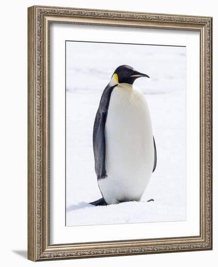 An adult emperor penguin (Aptenodytes forsteri), on the ice near Snow Hill Island, Weddell Sea-Michael Nolan-Framed Photographic Print