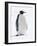 An adult emperor penguin (Aptenodytes forsteri), on the ice near Snow Hill Island, Weddell Sea-Michael Nolan-Framed Photographic Print