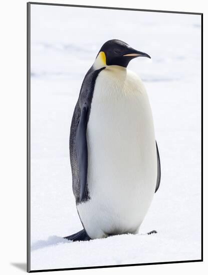 An adult emperor penguin (Aptenodytes forsteri), on the ice near Snow Hill Island, Weddell Sea-Michael Nolan-Mounted Photographic Print