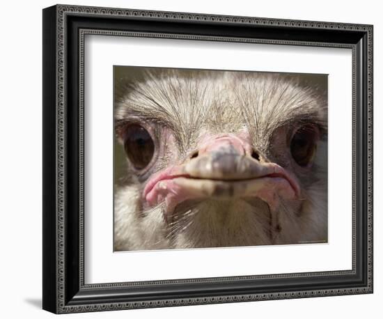 An Adult Female Ostrich at the Vina Grande Farm in Paredes De Escalona, Spain, May 21 2001-Denis Doyle-Framed Photographic Print