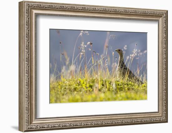 An Adult Female Willow Ptarmigan (Lagopus Lagopus) in Summer Plumage on the Snaefellsnes Peninsula-Michael Nolan-Framed Photographic Print