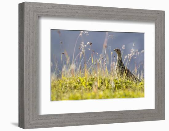 An Adult Female Willow Ptarmigan (Lagopus Lagopus) in Summer Plumage on the Snaefellsnes Peninsula-Michael Nolan-Framed Photographic Print