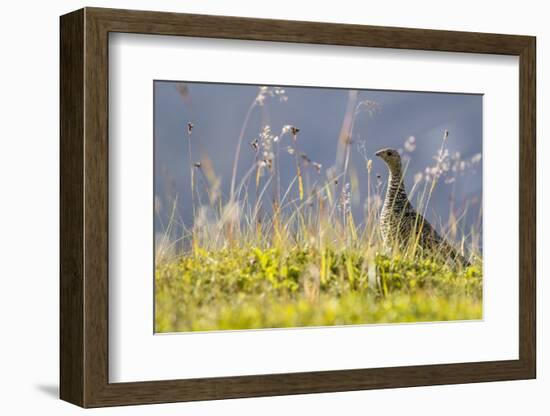 An Adult Female Willow Ptarmigan (Lagopus Lagopus) in Summer Plumage on the Snaefellsnes Peninsula-Michael Nolan-Framed Photographic Print