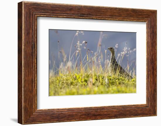 An Adult Female Willow Ptarmigan (Lagopus Lagopus) in Summer Plumage on the Snaefellsnes Peninsula-Michael Nolan-Framed Photographic Print