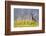 An Adult Female Willow Ptarmigan (Lagopus Lagopus) in Summer Plumage on the Snaefellsnes Peninsula-Michael Nolan-Framed Photographic Print