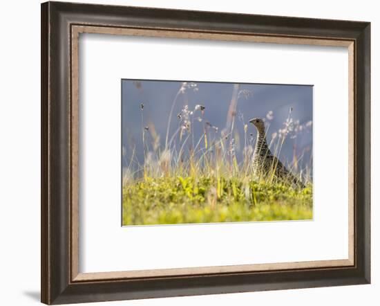 An Adult Female Willow Ptarmigan (Lagopus Lagopus) in Summer Plumage on the Snaefellsnes Peninsula-Michael Nolan-Framed Photographic Print